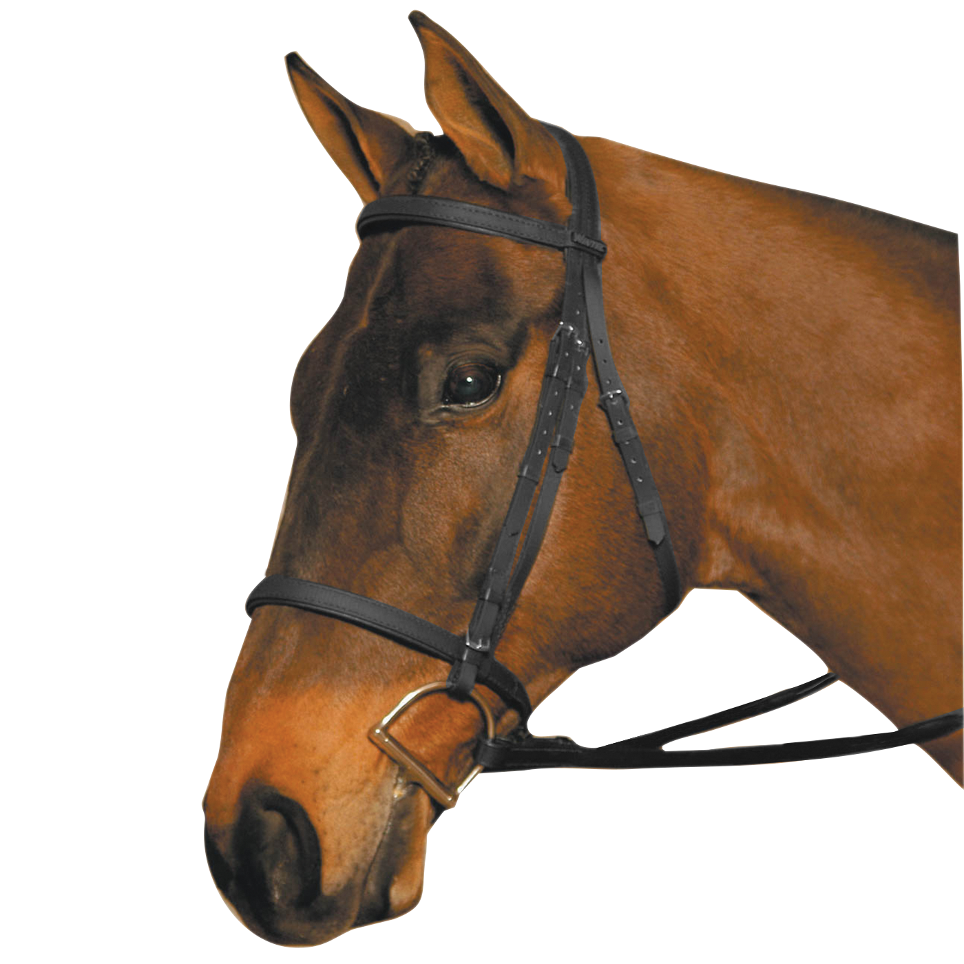 Wintec Bridle